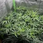 Permanent Chimera #35