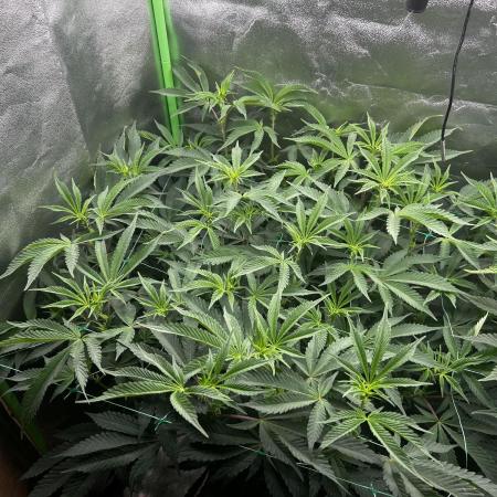 Permanent Chimera #35