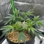 Permanent Chimera #35