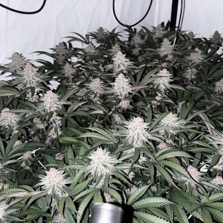 Super Buff Cherry #26 - no-till