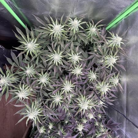 Permanent Chimera #35