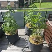 Outdoor 2026