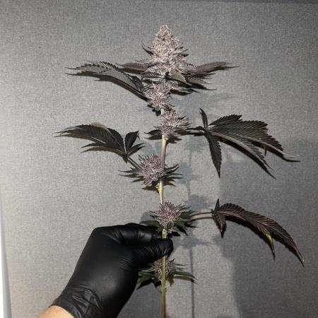 Super Buff Cherry #26 - no-till