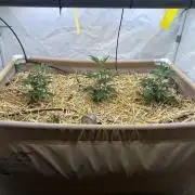 Thin Mintz x Jealousy - no till