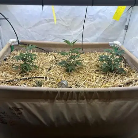 Thin Mintz x Jealousy - no till