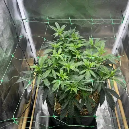 Bananaconda #4