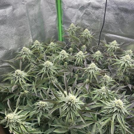 Permanent Chimera #35