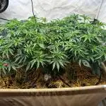 Super Buff Cherry #26 - no-till