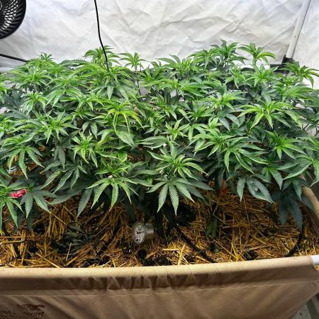 Super Buff Cherry #26 - no-till