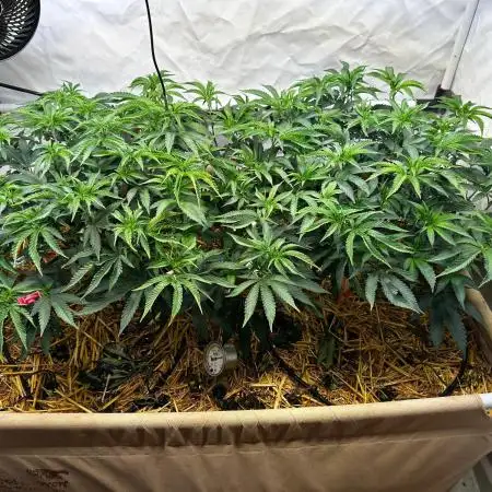 Super Buff Cherry #26 - no-till