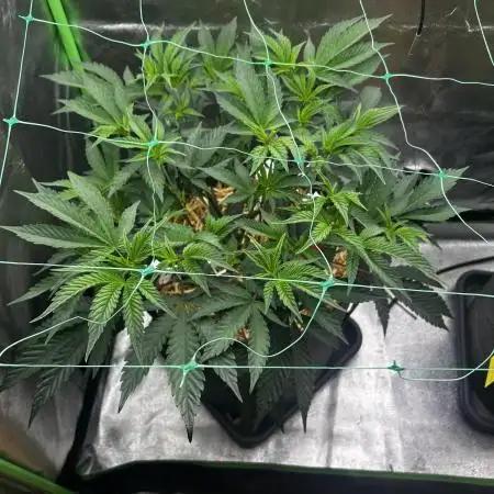 Permanent Chimera #35