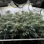 Super Buff Cherry #26 - no-till