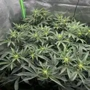 Permanent Chimera #35