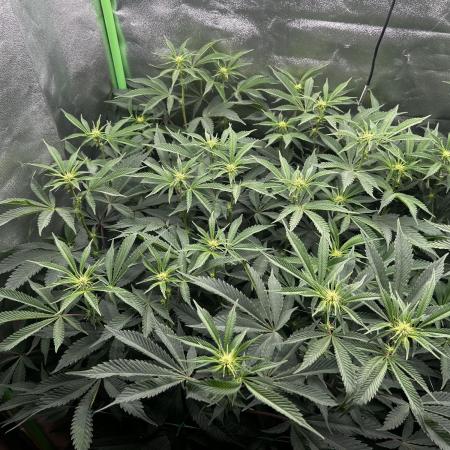 Permanent Chimera #35