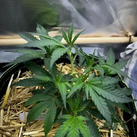 Bananaconda #4