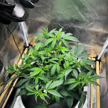 Bananaconda #4