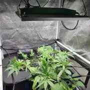 DWC FASTBUDS SCROG