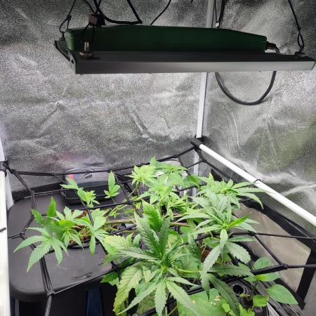 DWC FASTBUDS SCROG