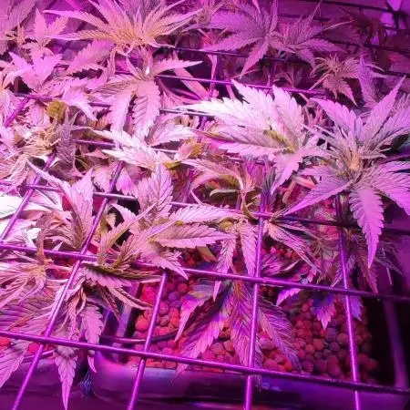 Auto Divine Rapier hydroponics