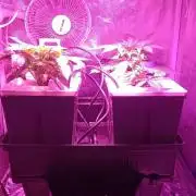 French Eternity Grow Cup 2026