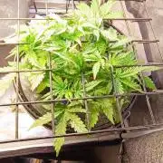 Frosted guava vs Lemon Cherry Gelato