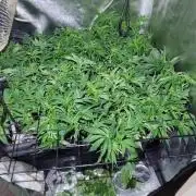 Auto Divine Rapier hydroponics