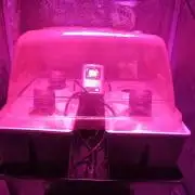 French Eternity Grow Cup 2026