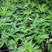 Auto Divine Rapier hydroponics