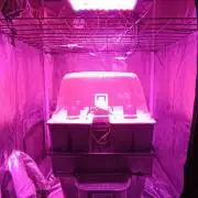 French Eternity Grow Cup 2026