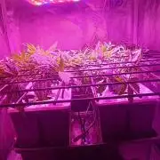 French Eternity Grow Cup 2026