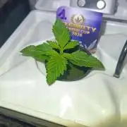 French Eternity Grow Cup 2026