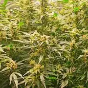 Frosted guava vs Lemon Cherry Gelato