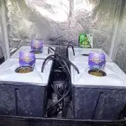 French Eternity Grow Cup 2026