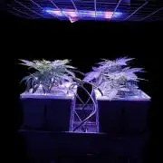 French Eternity Grow Cup 2026