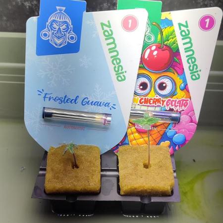 Frosted guava vs Lemon Cherry Gelato