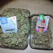 Frosted guava vs Lemon Cherry Gelato