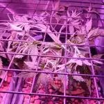 Auto Divine Rapier hydroponics