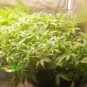 Frosted guava vs Lemon Cherry Gelato