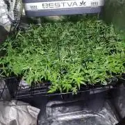 Auto Divine Rapier hydroponics