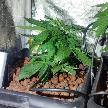 GMO cookies zamnesia hydroponics
