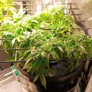 Frosted guava vs Lemon Cherry Gelato