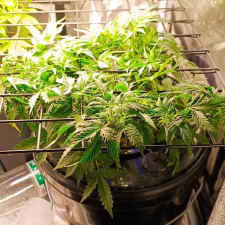 Frosted guava vs Lemon Cherry Gelato