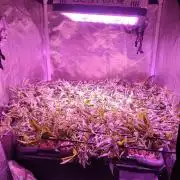 Auto Divine Rapier hydroponics