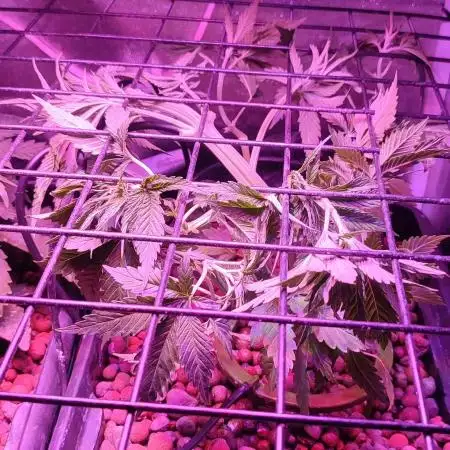 Auto Divine Rapier hydroponics