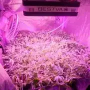 Auto Divine Rapier hydroponics