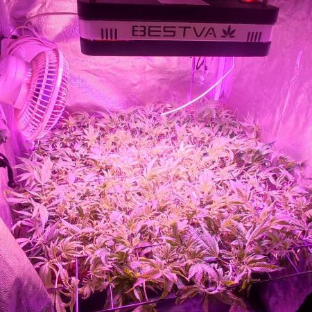 Auto Divine Rapier hydroponics