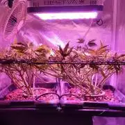 Auto Divine Rapier hydroponics