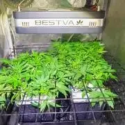 French Eternity Grow Cup 2026