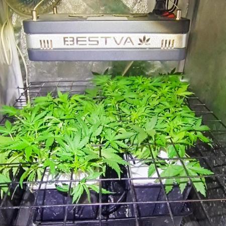 French Eternity Grow Cup 2026