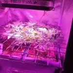 GMO cookies zamnesia hydroponics